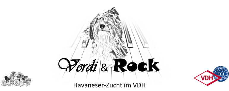 Havaneser von Verdi & Rock