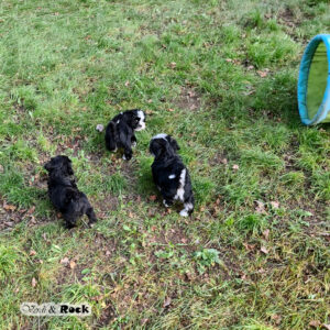 20231217_114244 - Kopie - Kopie