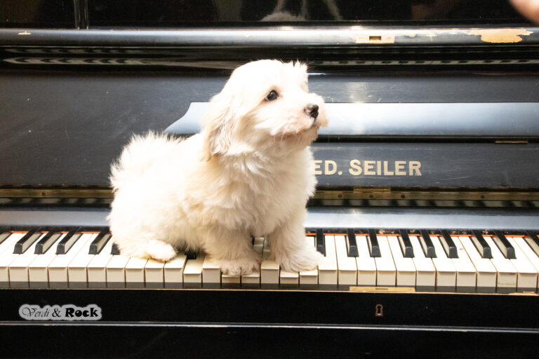 Süße Havaneser-Hündin jetzt abgabebereit